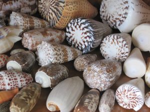 Seashells