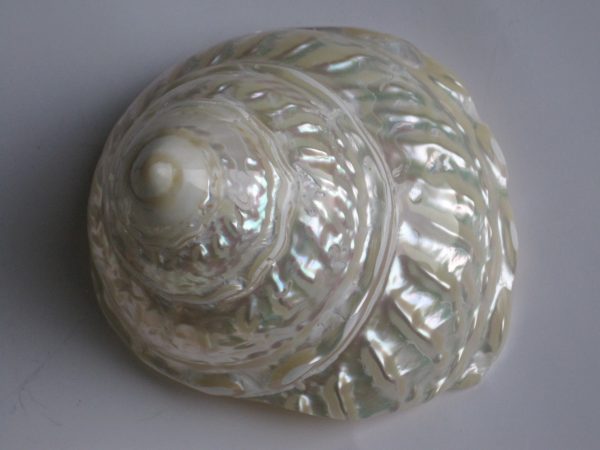 Three Polished Mexican Trocha Shells - Image 2