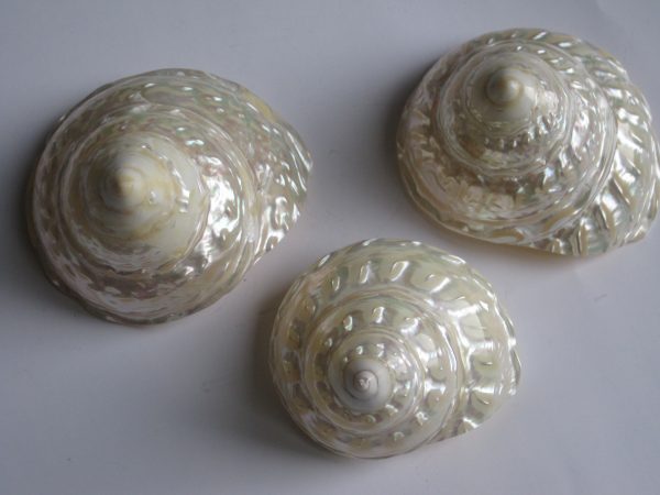 Three Polished Mexican Trocha Shells - Image 3