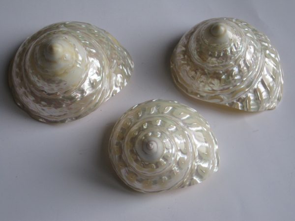 Three Polished Mexican Trocha Shells - Image 4