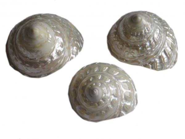 Three Polished Mexican Trocha Shells