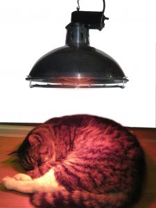 Heating For Pets And Animals