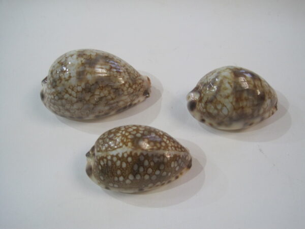 Three Harlequin Cowries (Cyprea Historio) - Image 2