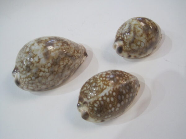 Three Harlequin Cowries (Cyprea Historio)
