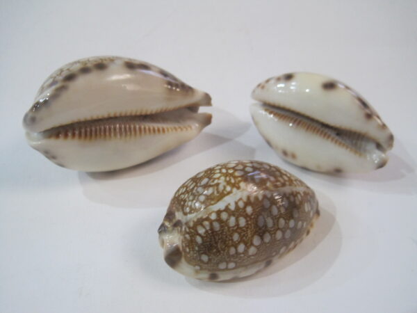 Three Harlequin Cowries (Cyprea Historio) - Image 4